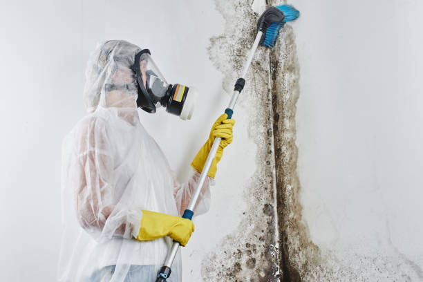 Best Health and Safety Mold Remediation in Ellsworth, KS